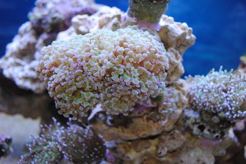 Euphyllia paraancora (grøn med lilla spidser)