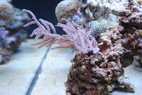 13.JPG (58.89 KiB) Vist 3180 gange Eunicea succinea