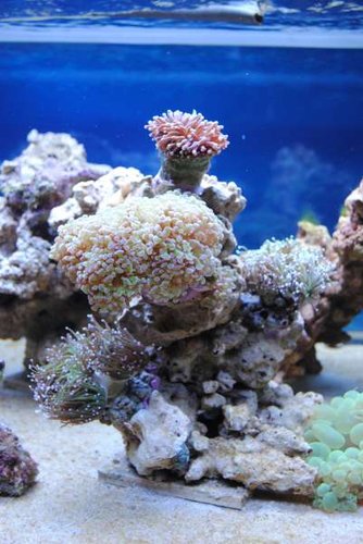 Min Euphyllia-garden