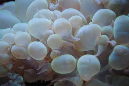 15.JPG (27.07 KiB) Vist 3180 gange Makrobillede af Plerogyra sinuosa (green)