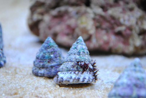 16.JPG (33.62 KiB) Vist 3281 gange Trochus snail