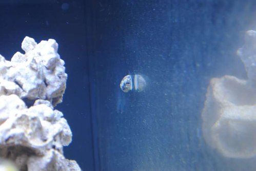 18.JPG (24.54 KiB) Vist 3179 gange Nerita sp.