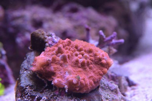 DSC_0159.JPG