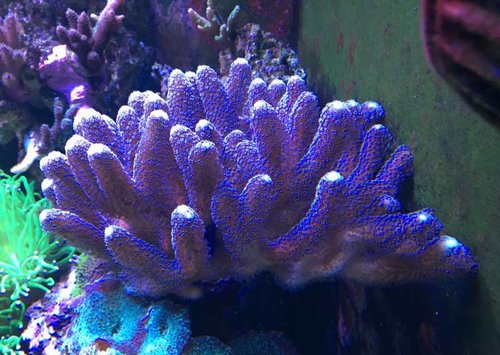 Stylopora Milka moderkoral. Frags 100,-
