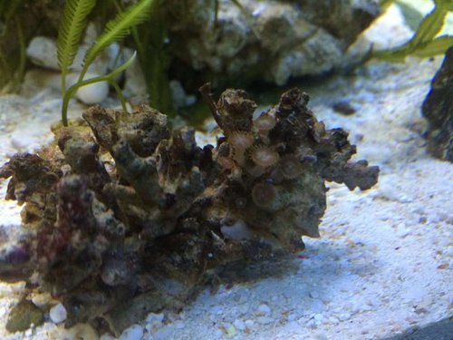 Zoa rester