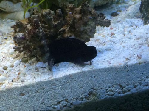 Black Combtooth Blenny