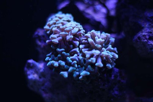 IMG_1675.JPG