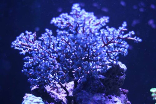 IMG_1684.JPG