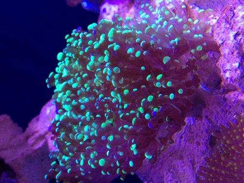 Frogspawn med grønne spidser