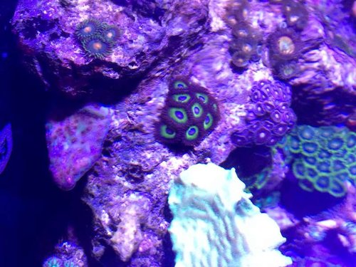 Montipora zoa's og Pavona ned gennem vandet.