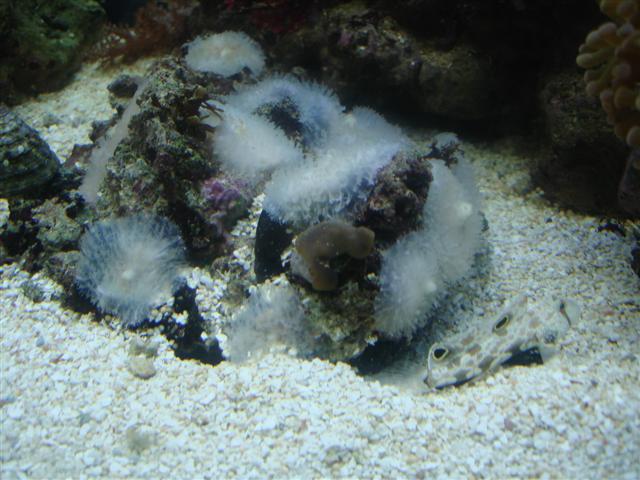 discosoma og Signigobius biocellatus