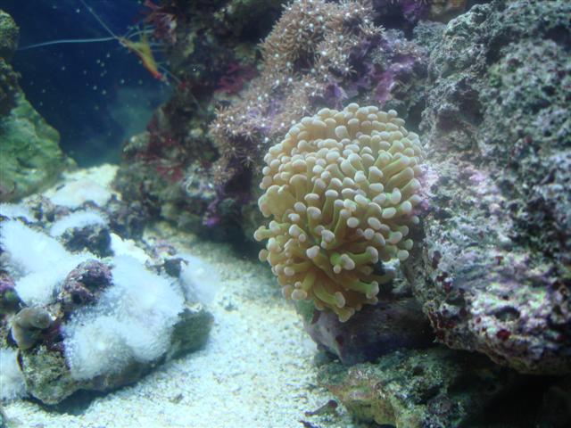 Euphyllia paraancora? Eller anden Euphyllia