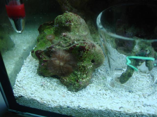 Discosoma
