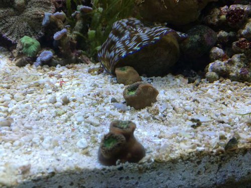 Heteropsammia cochlea (3stk) og en tridacna derasa som hygger i den nye sandbund.
