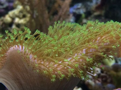 Toadstool er blivet venner med den sorte &quot;tribal&quot; blenny så nu er den ik lukket hele tiden.