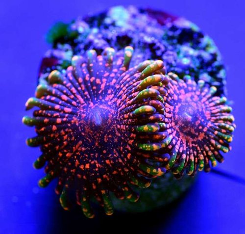20100681210_fe29c1a463_c.jpg