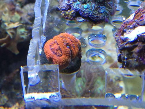 Ultra Acan rainbowmigirøvis