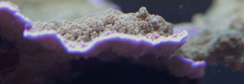 DSC_0499.JPG