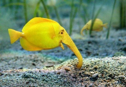 Zebrasoma  proboscis elephantidae  .jpg