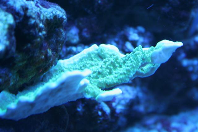 montipora i blåt lys.jpg