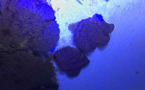 Montipora plader.jpg