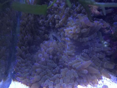 Anemonen