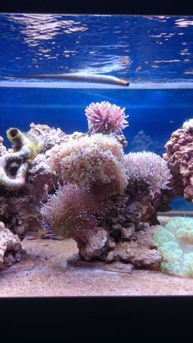 4.JPG (30.86 KiB) Vist 3932 gange Midten