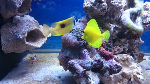 Amphiprion ocellaris, Siganus unimaculatus og Zebrasoma flavescens