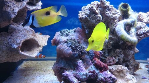 Amphiprion ocellaris, Siganus unimaculatus og Zebrasoma flavescens