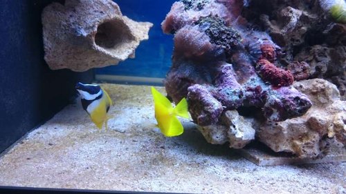 Siganus unimaculatus og Zebrasoma flavescens