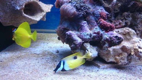 Amphiprion ocellaris, Siganus unimaculatus og Zebrasoma flavescens