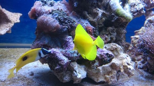 Siganus unimaculatus og Zebrasoma flavescens