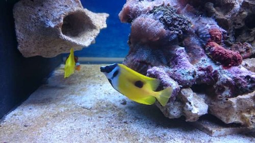 Amphiprion ocellaris, Siganus unimaculatus og Zebrasoma flavescens