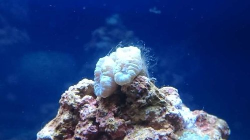 13.JPG (28.48 KiB) Vist 3928 gange Caulastrea