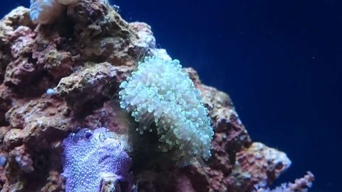Euphyllia divisa (grønne spidser)