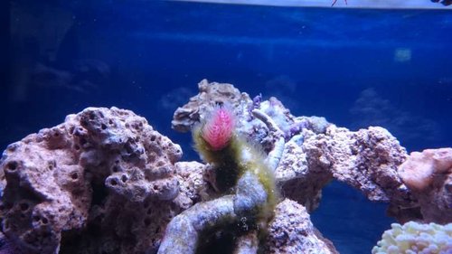 17.JPG (38.78 KiB) Vist 4049 gange Rørorm