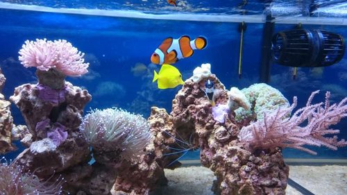 2.JPG (55.47 KiB) Vist 4196 gange Amphiprion ocellaris, Zebrasoma flavescens, Siganus unimaculatus og Lysmata amboinensis