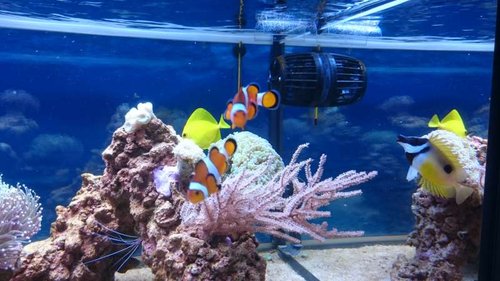 Amphiprion ocellaris, Zebrasoma flavescens, Siganus unimaculatus og Lysmata amboinensis