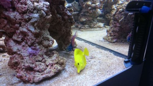 5.JPG (48.57 KiB) Vist 3929 gange Macropharyngodon bipartitus (female) og Zebrasoma flavescens