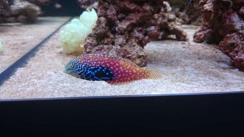 6.JPG (36.84 KiB) Vist 4049 gange Macropharyngodon bipartitus (female)