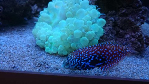 7.JPG (40.78 KiB) Vist 3928 gange Macropharyngodon bipartitus (female)