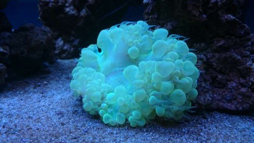 8.JPG (38.55 KiB) Vist 3906 gange Plerogyra sinuosa (green)