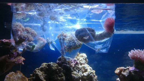 1.JPG (41.57 KiB) Vist 3906 gange Ligger stadig i poser, så temperaturen bliver den samme som i akvariet. Sneglene kom selvfølgelig i en spand bagefter, og blev akklimatiseret med drypmetoden