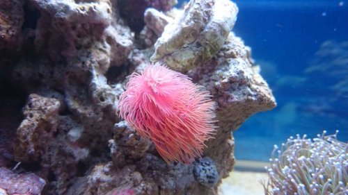 2.JPG (40.73 KiB) Vist 4049 gange Den nye rørorm