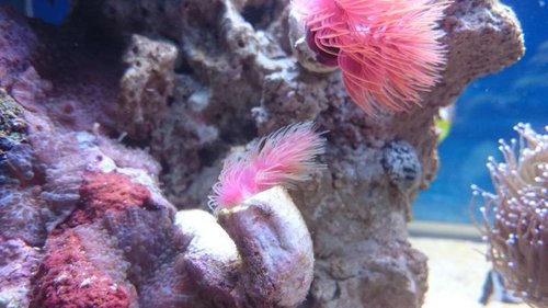 3.JPG (43.73 KiB) Vist 3904 gange Den "gamle" rørorm