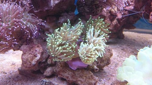 4.JPG (50.45 KiB) Vist 3929 gange Ny Euphyllia glabrescens (Torch) (neongul/grøn)