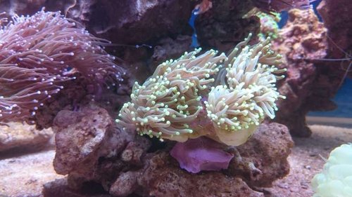 Ny Euphyllia glabrescens (Torch) (neongul/grøn)