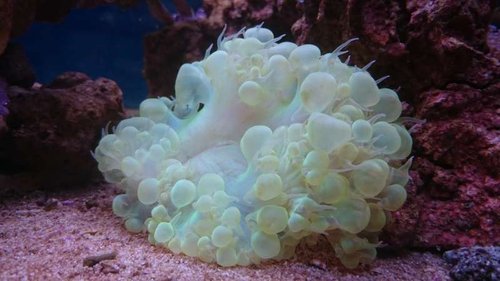 Plerogyra sinuosa (green)