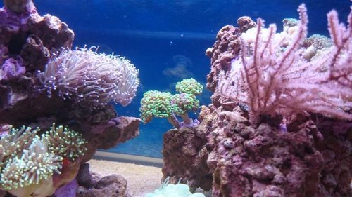 Ny Euphyllia paraancora (grøn/lilla)