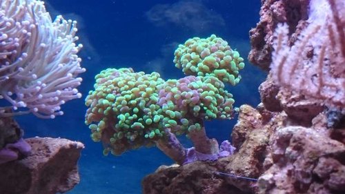 Nærbillede af ny Euphyllia paraancora (grøn/lilla)